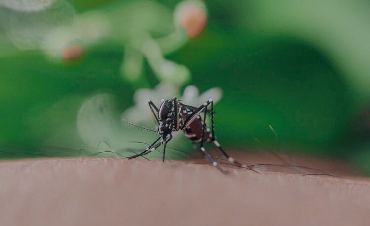 Muggen in je huis zijn verleden tijd